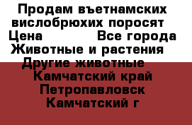 Продам въетнамских вислобрюхих поросят › Цена ­ 2 500 - Все города Животные и растения » Другие животные   . Камчатский край,Петропавловск-Камчатский г.